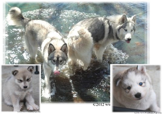 Siberian Husky Puppies