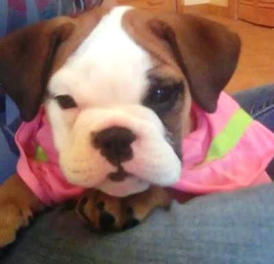 Lola is a Diva Bulldog Puppies