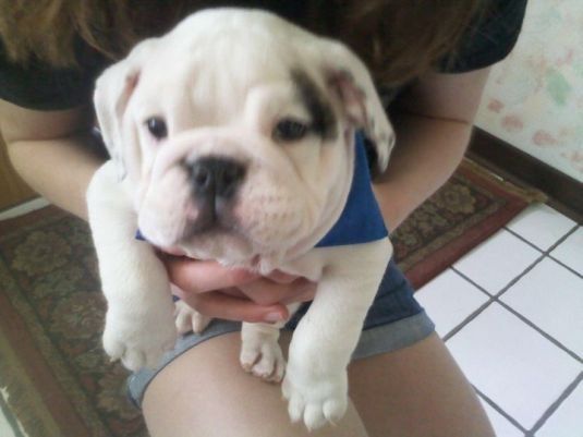 Bulldog Puppies