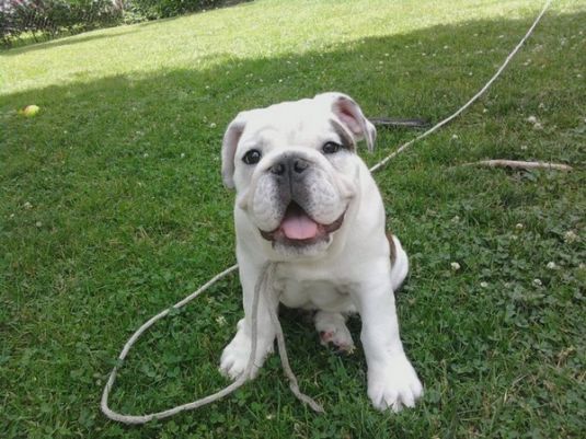 Bulldog Puppies