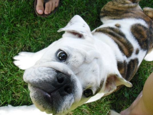 Bulldog Puppies