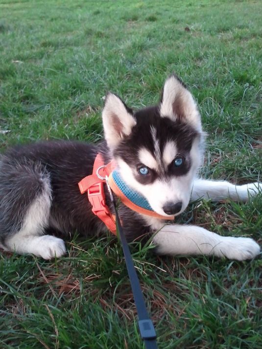 Siberian Husky Puppies