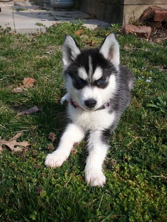 Siberian Husky Puppies