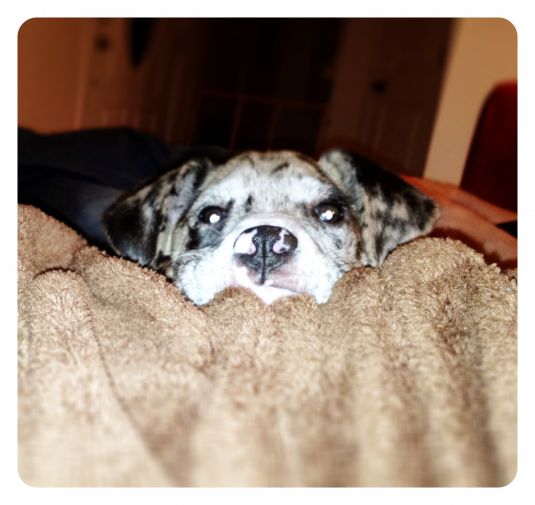 Maggie May is a Jumper Boxer Puppies