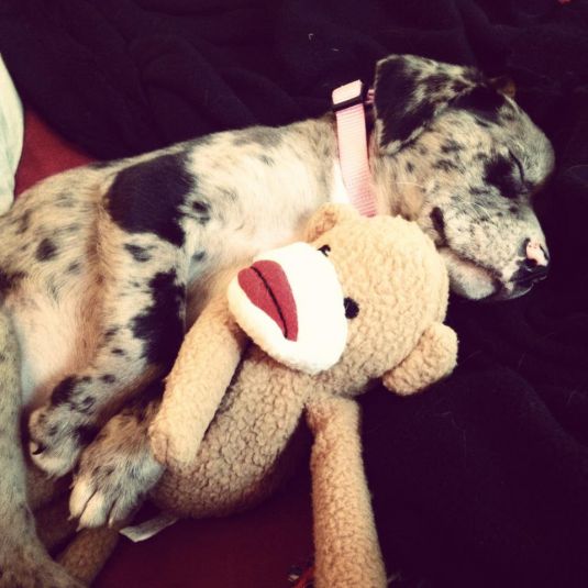 Boxer Puppies