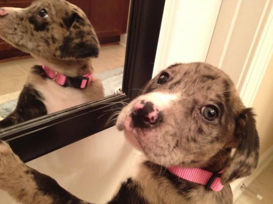 Boxer Puppies