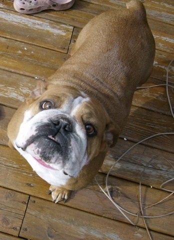 Bulldog Puppies