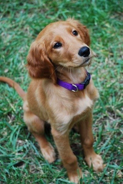 Golden Retriever Puppies