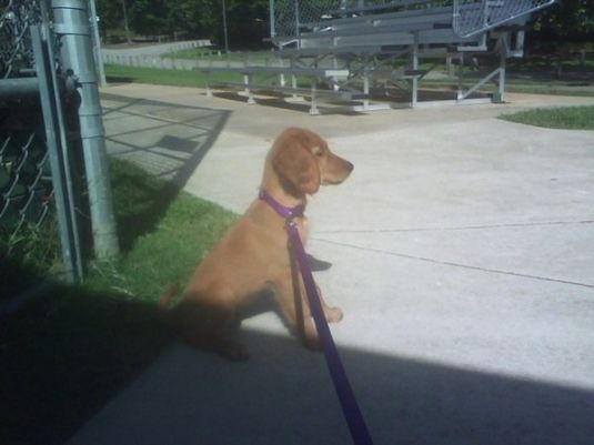 Golden Retriever Puppies