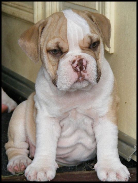 the Australian Bulldog - Cute Puppy Pictures Daily