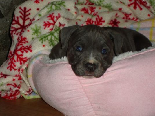 Pit Bull Puppies