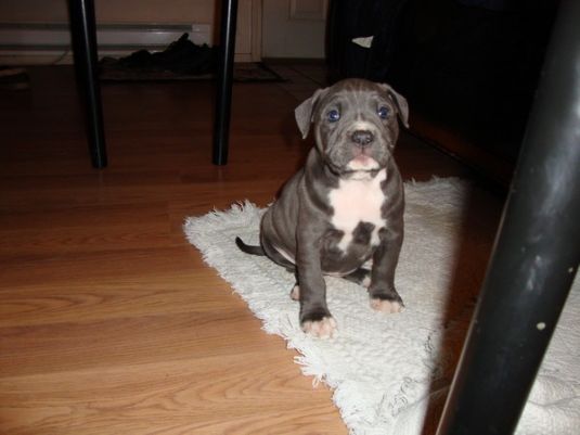 Pit Bull Puppies