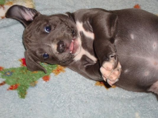 Pit Bull Puppies