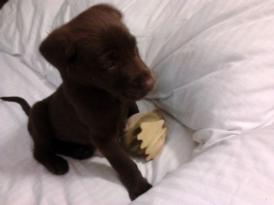 Labrador Retriever Puppies