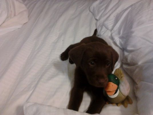 Labrador Retriever Puppies