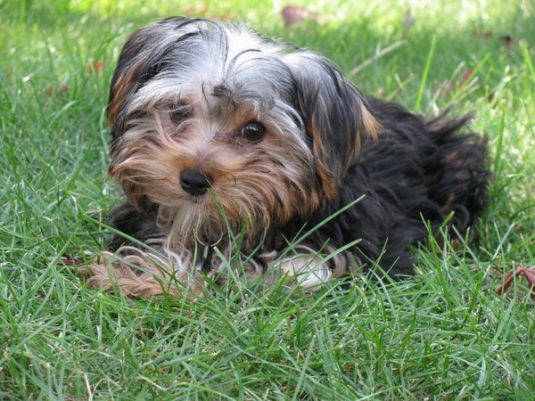Max the Yorkshire Terrier