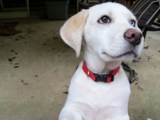 Labrador Retriever Puppies