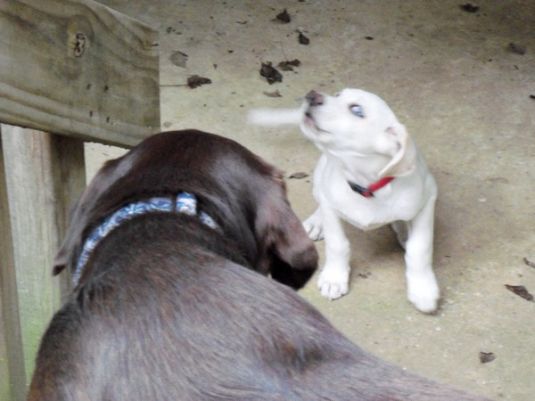 Labrador Retriever Puppies