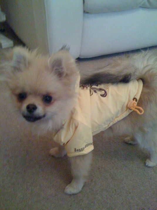 Mia the Pomeranian Small Puppies