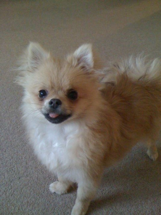 Mia the Pomeranian Small Puppies