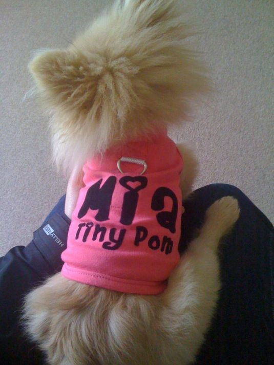 Mia the Pomeranian Small Puppies