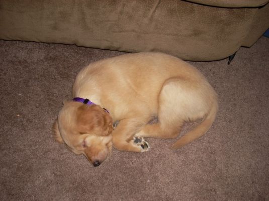 Millie the Golden Retriever