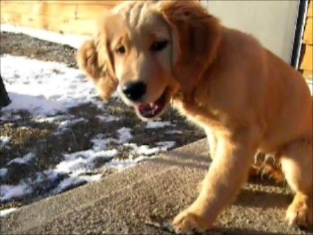 Golden Retriever Puppies