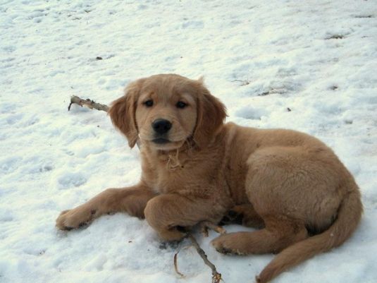 Golden Retriever Puppies