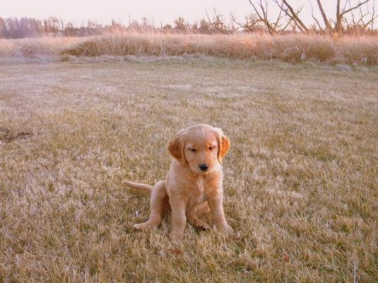 Golden Retriever Puppies