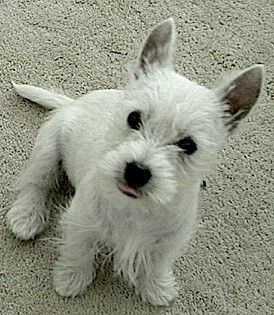 Molly the Westie Molly the Westie