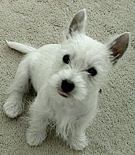 Molly the Westie