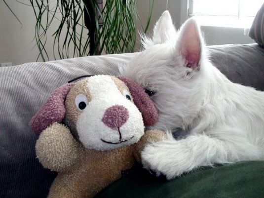 Molly the Westie