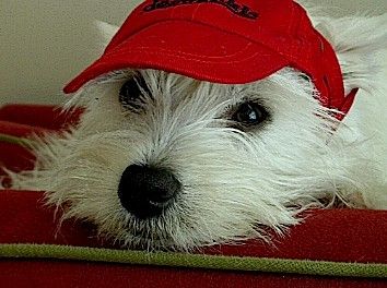 Molly the Westie Molly the Westie