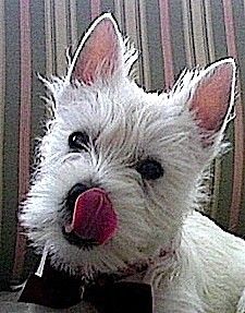 Molly the Westie Molly the Westie