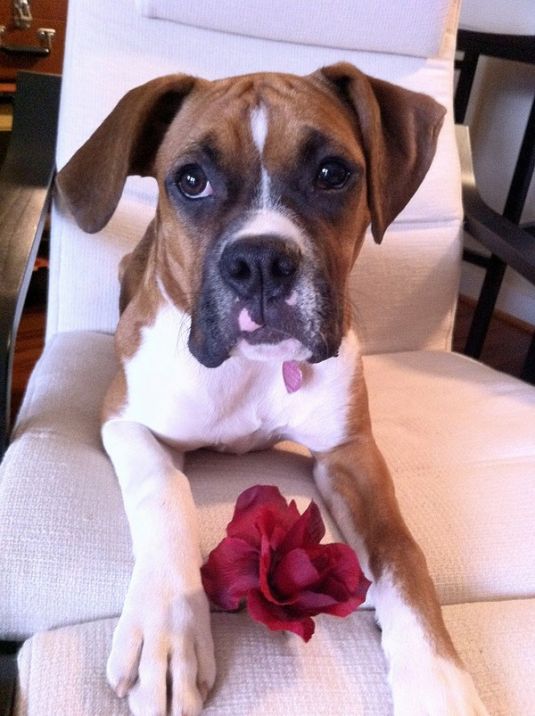 Boxer Puppies