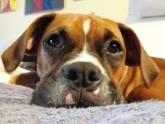 Boxer Puppies