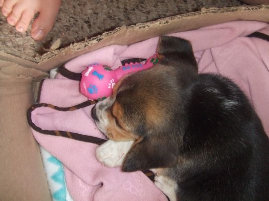 Beagle Puppies