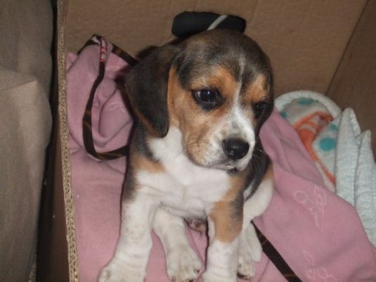 Beagle Puppies