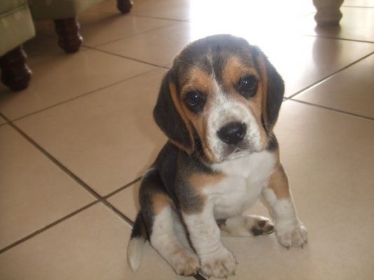 Beagle Puppies