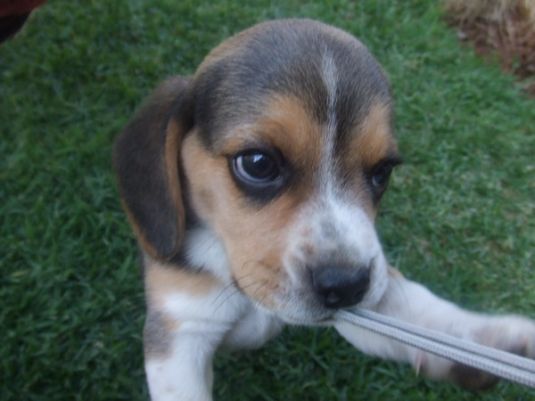 Beagle Puppies