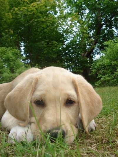 Labrador Retriever Puppies