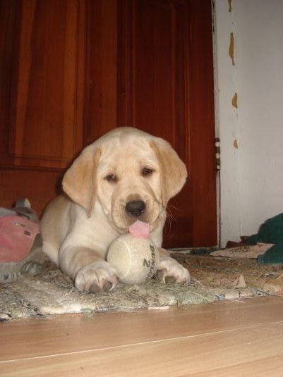 Labrador Retriever Puppies