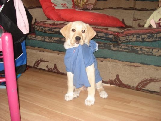 Labrador Retriever Puppies