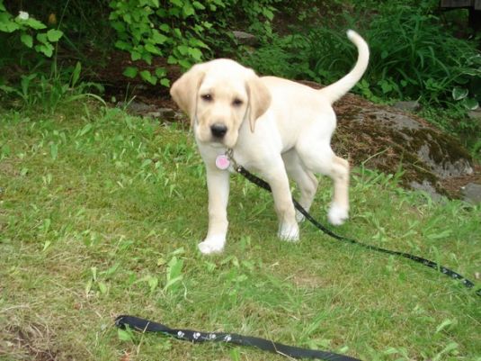 Nova the Labrador Retriever Labrador Retriever Puppies
