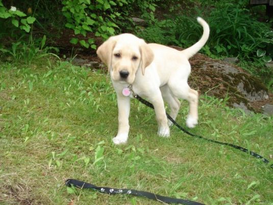 Labrador Retriever Puppies