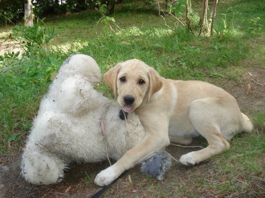 Labrador Retriever Puppies