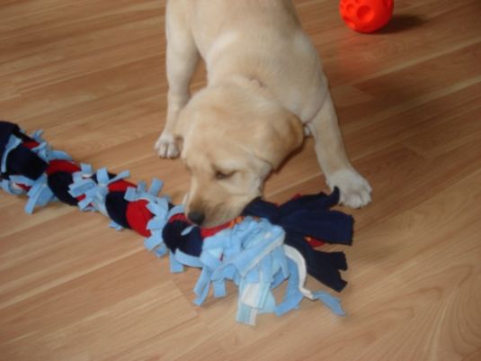 Nova the Labrador Retriever Labrador Retriever Puppies