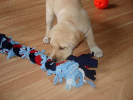 Labrador Retriever Puppies