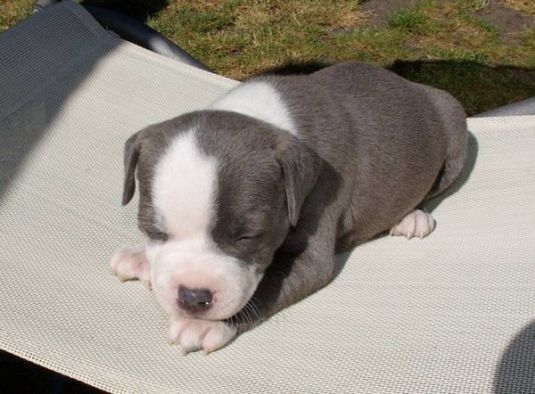 Cute Puppy: Ollie the Staffordshire Terrier