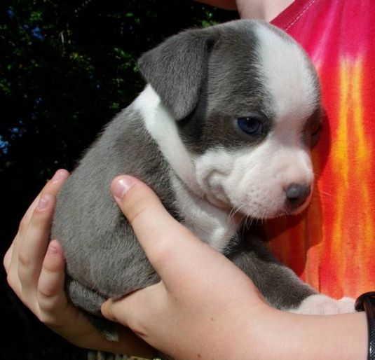 Cute Puppy: Ollie the Staffordshire Terrier